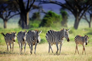 Amboseli national park safari packages