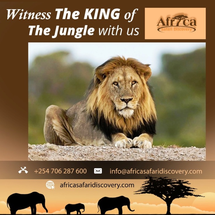 Africa safari discovery